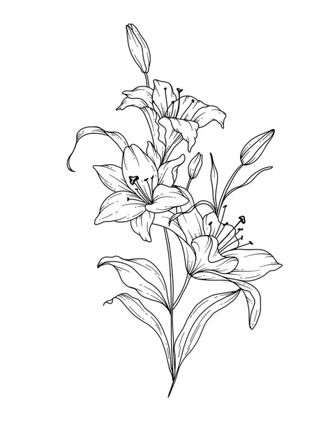 Lily Çizgisi Çizimi. Siyah beyaz çiçek buketleri. Çiçek Rengi Sayfası. Çiçek Hattı Sanatı. İnce Zambaklar illüstrasyonu. El çizimi çiçekler. Botanik boyama. Düğün davetiyesi çiçekleri - Vektör, Görsel
