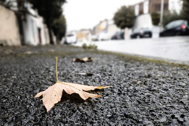 Nahaufnahme eines Herbstblattes, das auf den Bürgersteig fällt. - Foto, Bild