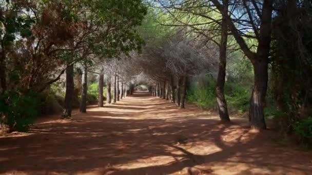 Von Bäumen umgebene Wege auf der Ile Saint-Marguerite, Frankreich - Filmmaterial, Video