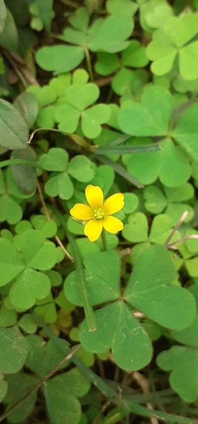 Creeping Woodsorrel is a Oxalidaceae family herbaceous plant. It is also known Oxalis Corniculata, Common Yellow Woodsorrel, Sleeping Beauty and Procumbent Yellow Sorrel. - Photo, Image