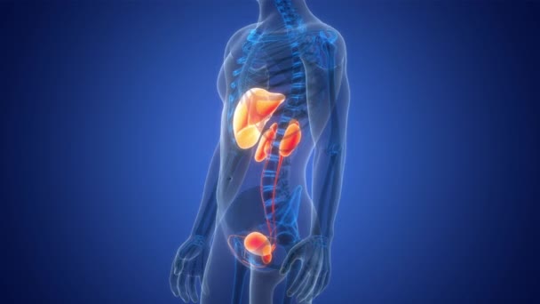 Organi interni umani Fegato con sistema urinario Anatomia Concetto di animazione - Filmati, video