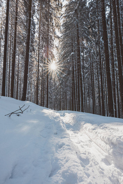 Ловить звезду солнца в еловом лесу, покрытом белым сверкающим снегом в Бескидах, Чешская республика. Зимняя сказка. - Фото, изображение