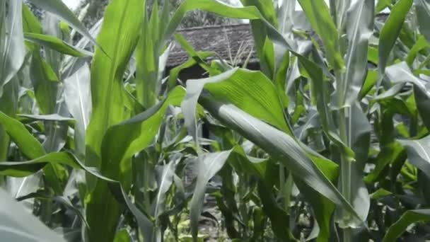 widok na rośliny kukurydzy w ogrodzie. młode rośliny kukurydzy w nizinnych ogrodach w porze deszczowej - Materiał filmowy, wideo