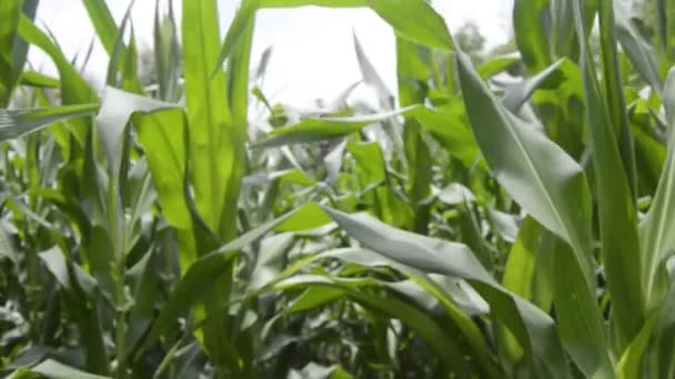 Blick auf Maispflanzen im Garten. junge Maispflanzen in Flachland-Gärten während der Regenzeit - Filmmaterial, Video