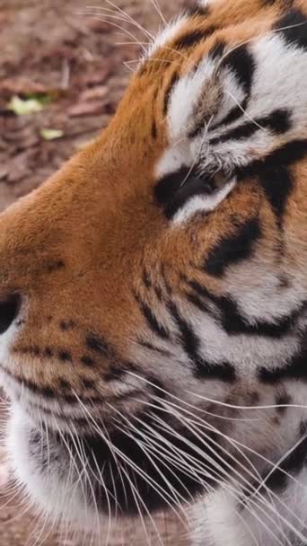 A tigris elfordul. Közelkép felvétel. Függőleges videó - Felvétel, videó