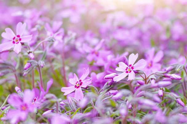 Close-up of pink Moss phlox flowers pink verbena on a blurred background - Photo, Image