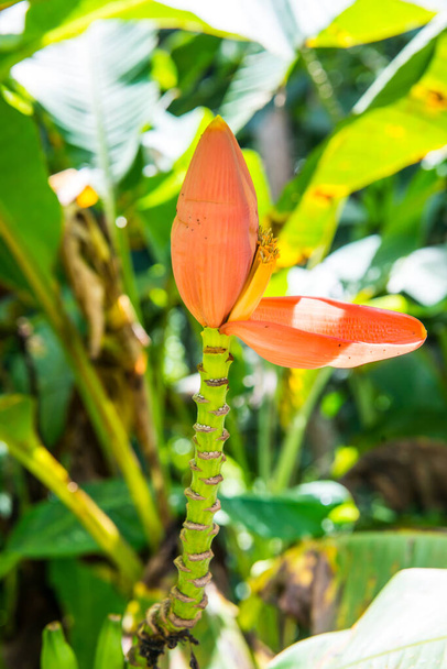 Kwiat bananów Musa serpentina Swangpol & Somana, Tajlandia. - Zdjęcie, obraz