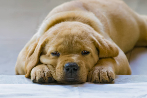 Gouden labrador hond slapen - Foto, afbeelding