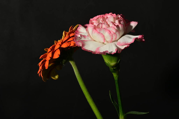 primer plano de hermosas flores sobre fondo negro  - Foto, Imagen