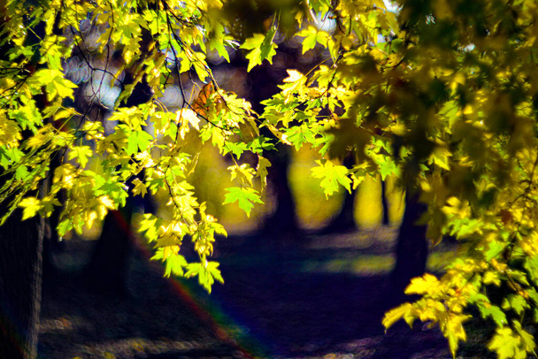 liście klonu w promieniach słońca - Zdjęcie, obraz