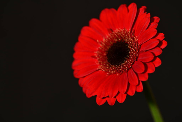 close up of beautiful gerbera  flower on dark background  - 写真・画像