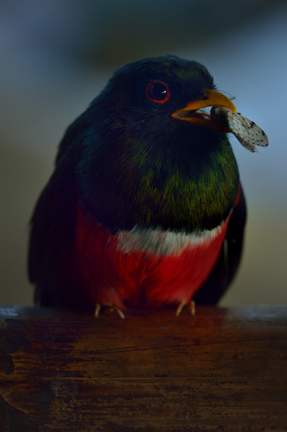 Masked Trogon in outdoor - Photo, Image