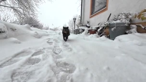 Zabawny film z kotem biegającym po śniegu i wąchającym kamerę - Materiał filmowy, wideo