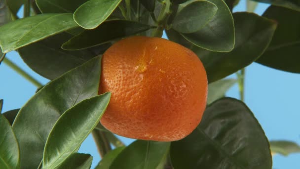 Πορτοκαλί με μια σταγόνα πάνω στο δέντρο - Πλάνα, βίντεο