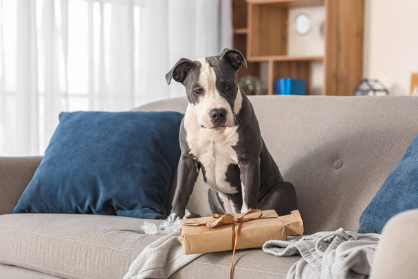 Άτακτος Staffordshire Terrier με σκισμένο κουτί δώρου Χριστουγέννων στον καναπέ στο σπίτι - Φωτογραφία, εικόνα