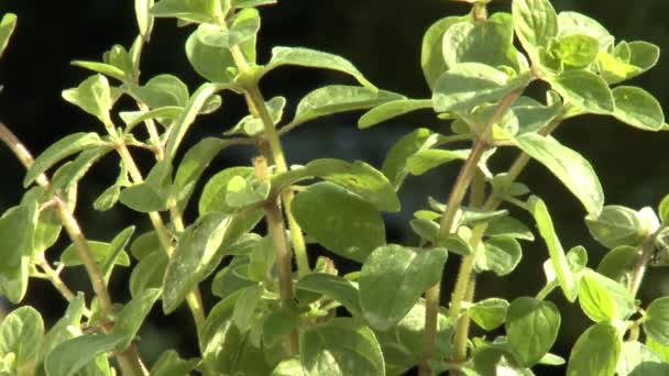 Watering oregano plant - Footage, Video