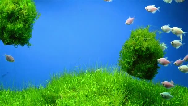 Риби плавають навколо водоростей
 - Кадри, відео