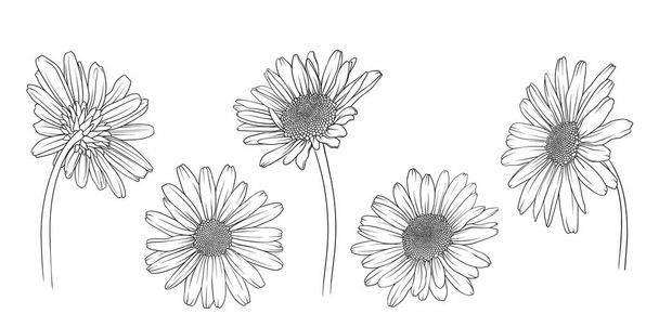 ромашкова хризантема і ромашковий вид ззаду в монохромному векторному стилі, Векторні ілюстрації для розмальовки - Вектор, зображення