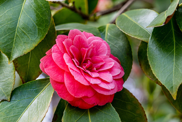 Horizontal photo of a fully open pink camellia japonica flower between the stems and green leaves of its bush. - Photo, Image