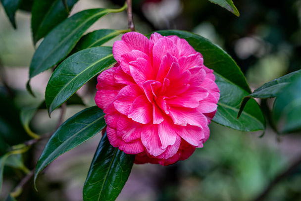 Горизонтальна фотографія повністю відкритої рожевої квітки камелії японіки між стеблами і зеленим листям її куща. - Фото, зображення