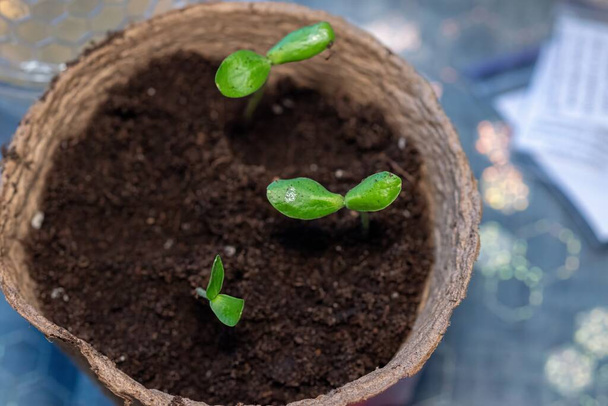Zucchini zaaien wordt getransplanteerd in de grond na kieming uit zaden. Duurzame groenten verbouwen voor veganisten en vegetariërs in series - Foto, afbeelding