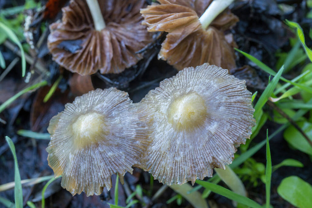 Bolbitius titubans in decomposizione comunemente noto come il lato soleggiato in alto. Contea di Santa Clara, California, Stati Uniti. - Foto, immagini