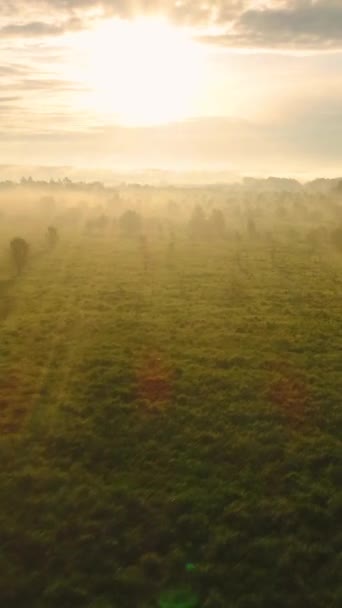 Latanie nad zieloną łąką i drzewa o wschodzie słońca we mgle. Widok z lotu ptaka. Pionowe wideo - Materiał filmowy, wideo
