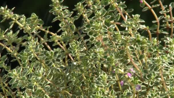 Watering thyme plant - Footage, Video