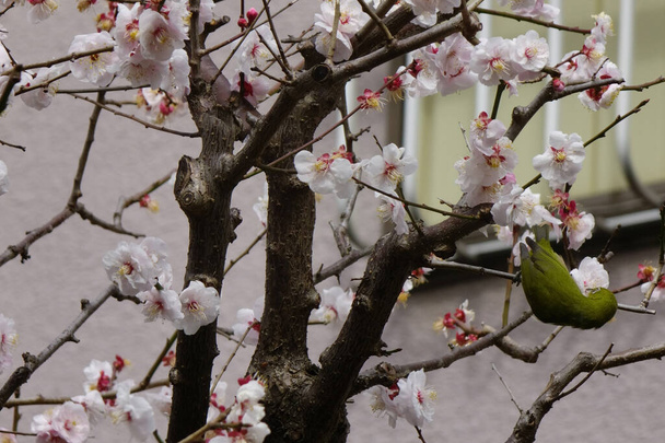 Vadon élő madarak bökdösik a virágzó cseresznyevirágszirmokat                        - Fotó, kép