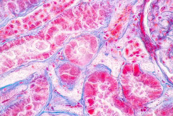 Estructura del tejido del bazo humano, hígado humano y riñón humano bajo el microscopio en el laboratorio. - Foto, imagen
