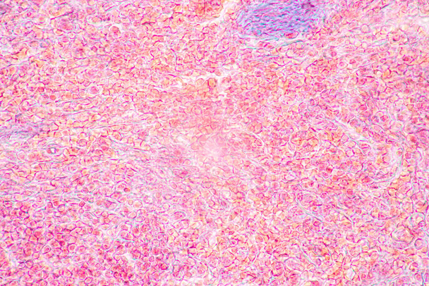Estructura del tejido del bazo humano, hígado humano y riñón humano bajo el microscopio en el laboratorio. - Foto, imagen