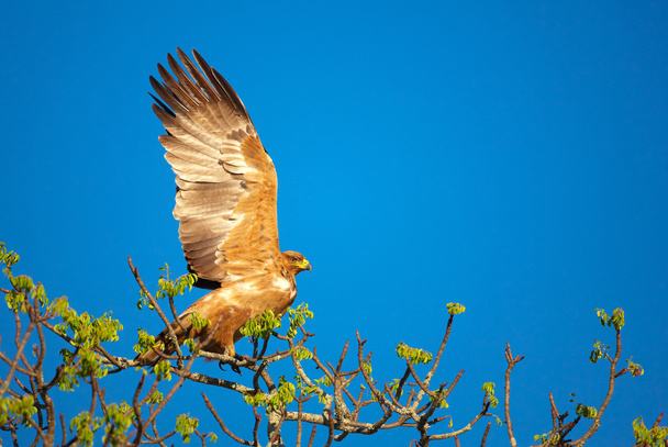 Tawny Eagle (Aquila rapax) - Photo, Image