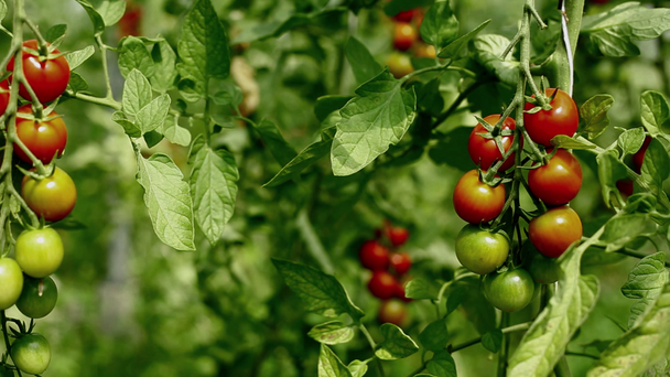 Organické rajčata v zahradě - Záběry, video
