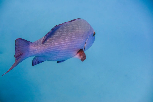 エジプトの青い水に浮かぶ大きな銀魚 - 写真・画像