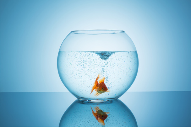 frightened goldfish in a fishbowl - Photo, Image