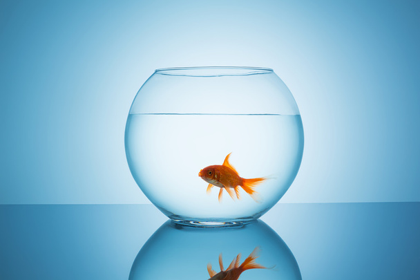 goldfish open mouth in a fishbowl - Photo, image