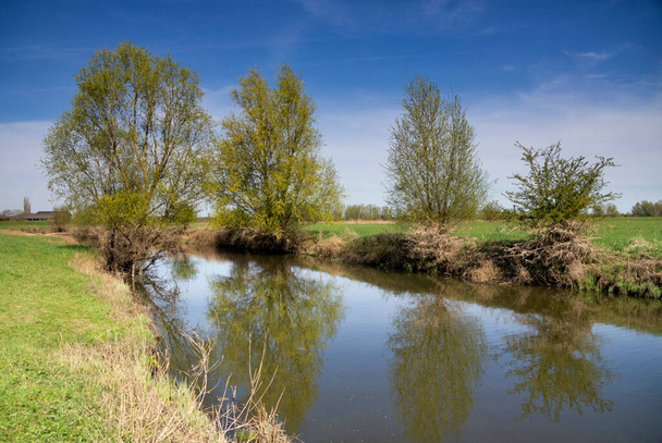 Saules le long d'un ruisseau dans les plaines inondables de la rivière IJssel près du village de Gueldre de Voorst - Photo, image