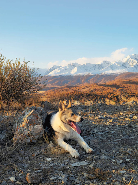 Reiziger hond ligt leunend op een steen op de rand van een klif met uitzicht op de bergen. Reizen met een hond. Wandelen met hond. Een gezonde levensstijl. Verticaal overzicht. - Foto, afbeelding