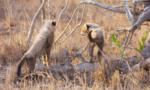 Cheetah (Acinonyx jubatus) cubs - Foto, afbeelding