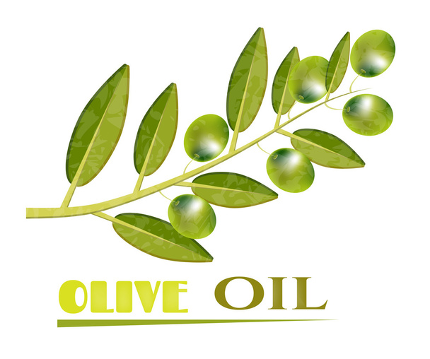 Olive, green twig with olives, text Olive Oil, white background - Vetor, Imagem