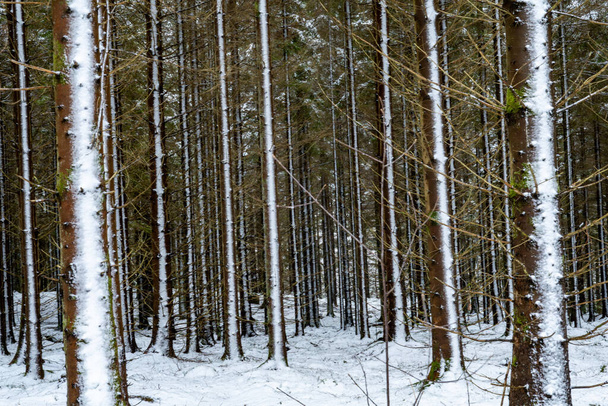 Viderup, Svédország Havas erdő hóvihar után. - Fotó, kép