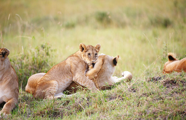 Kölyök oroszlán (panthera leo) közeli képe - Fotó, kép