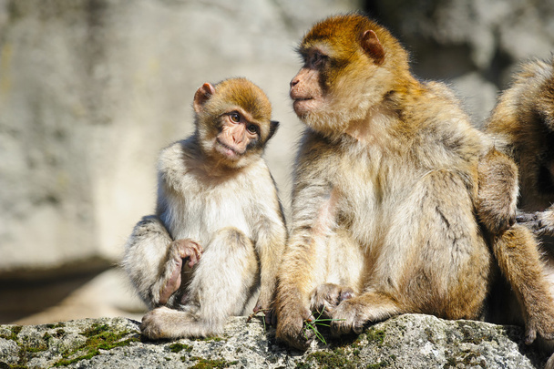 Jeune Barbarie macaque à côté d'une femme adulte, Pays-Bas
 - Photo, image