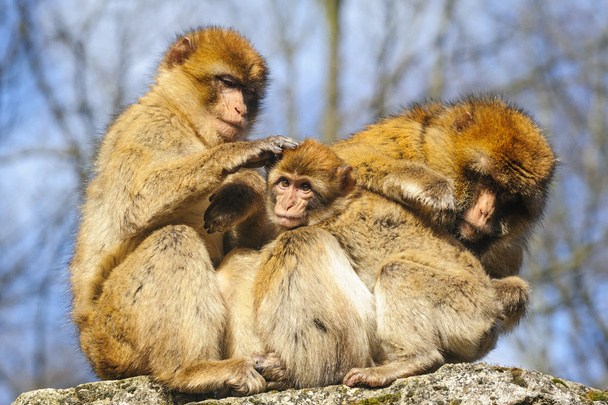 Ritratto di un giovane macaco barbaro seduto tra due femmine adulte, Paesi Bassi
 - Foto, immagini