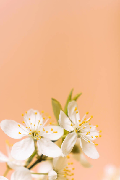 美しい春の花は桃のファズトレンディな色で咲きます 2024 背景. - 写真・画像