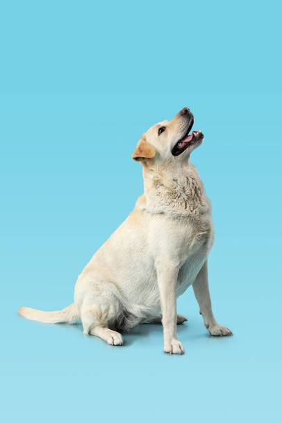 Cute funny Labrador dog sitting on blue background - Photo, Image