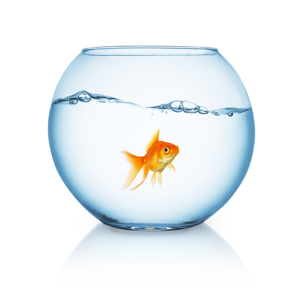 curious looking goldfish ina fishbowl - 写真・画像