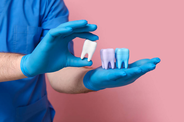 Dentista con modelos de dientes sobre fondo rosa, primer plano. Día Mundial del Dentista - Foto, Imagen