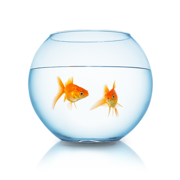 gold fishes in a fishbowl - Photo, Image