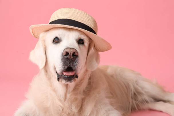 Adorabile golden retriever in cappello su sfondo rosa - Foto, immagini